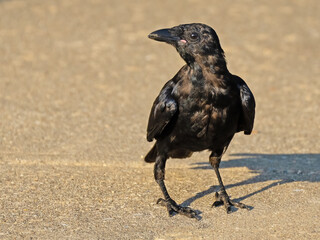 Juvenile American Crow Standing on the Ground