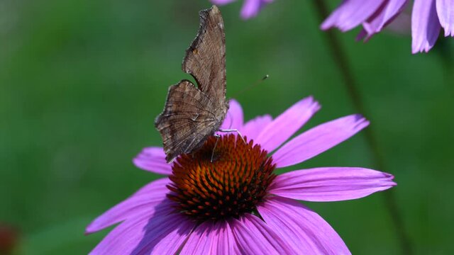 An anglewing butterfly searches for nectar in an echinacea flower