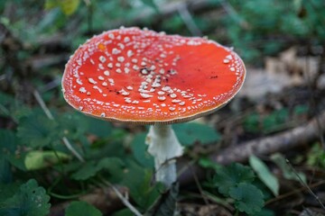 Macro of toadstool mushroom in forest