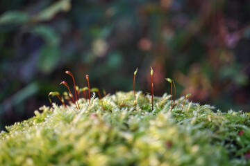 Macro of moss on the forest ground
