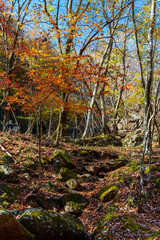 【栃木県】紅葉時期の龍王峡