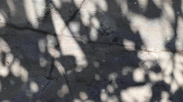 Abstract beauty and patterns in nature. Beautifully moving shadows of Wrightia antidysenterica tree reflected on a concrete floor.