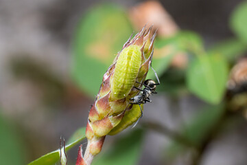 Symbiosis between Forget-me-not larvae and Spiny ant