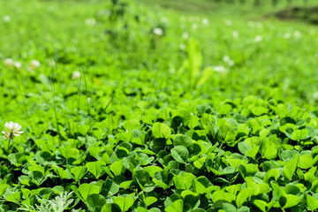 plants and green grass with dew