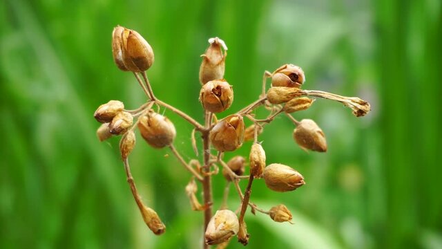 Nicotiana (tobacco plants) plant with a natural background