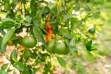 Indonesian local citrus fruit that tastes sweet and the color is a mixture of orange and green. Sweet Orange Farm from Indonesia. Sweet Orange Tree. Selective Focus. 