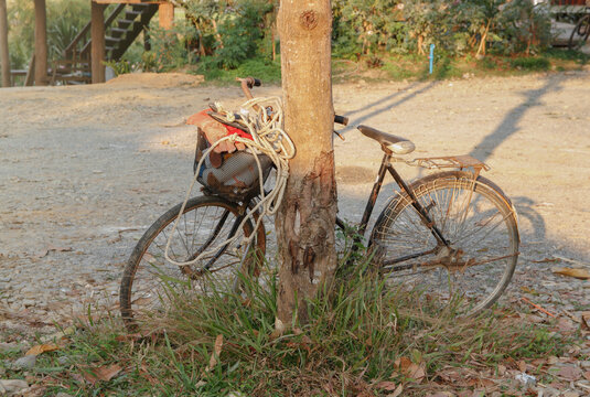 An old bicycle parked under a tree