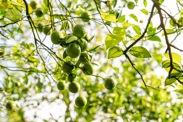 Indonesian local citrus fruit that tastes sweet and the color is a mixture of orange and green. Sweet Orange Farm from Indonesia. Sweet Orange Tree. Selective Focus. 