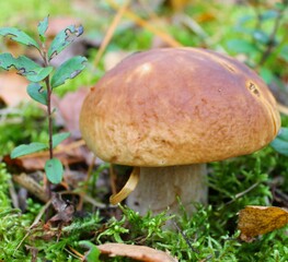 boletus edulis mushroom