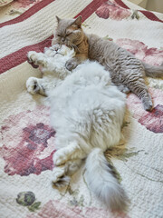 Two British cats, long haired and short haired, lick each other on the bed