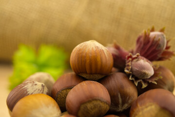 Fresh unshelled hazelnuts in front of the jute sack