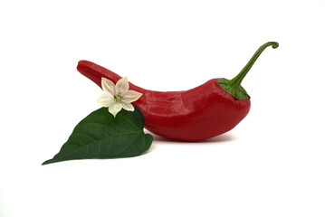 Chili pepper isolated with leaf on a white background