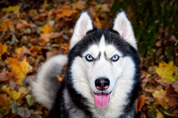 Blue-eyed Siberian Husky dog on the yellow leaves looking at camera, top view.