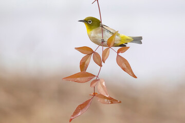 a white-eye.동박새.