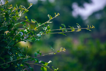 A privet is a flowering plant in the genus Ligustrum. The genus contains about 50 species of erect, deciduous or evergreen shrubs, sometimes forming small or medium-sized trees, native to Europe,