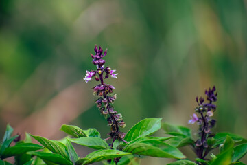Thai basil is a type of basil native to Southeast Asia that has been cultivated to provide distinctive traits. - obrazy, fototapety, plakaty