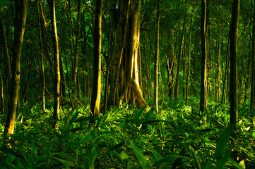 tropical evergreen forest landscape with mornig light time