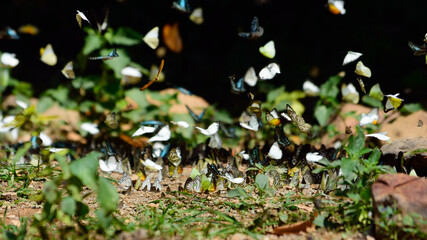butterflies in the jungle,insect conservation concept.