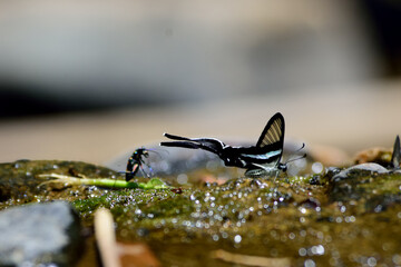 closeup two friendship insect on ground ,beetle and butterfly in the tropical forest.
