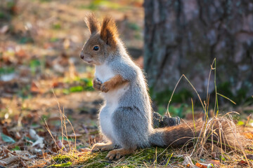 Autumn Squirrel standing on its hind legs on on green grass with fallen yellow leaves