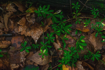 Green creeping grass on dry autumn leaves