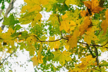 Yellow-green maple leaves on the branches