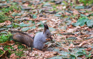 Autumn squirrel with nut on green grass with fallen yellow leaves