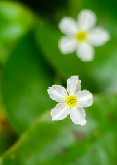 Obraz premium Nymphoides flowers in the pond close-up macro overhead view photograph.