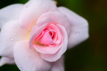 Beautiful rose flower close-up macro photograph. Purity and glamour concept. Soft glowing morning light hits the delicate flower. Dewdrops on the rose petals.