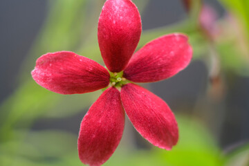 Rangoon creeper flower close up macro photograph, beautiful pink flowers in the home garden.