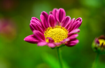 Beautiful Chrysanthemum flower close-up macro photograph. The beautiful structure of the golden yellow flower head and the purple petals around it. Dewdrops on the flower petals.