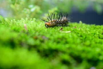 Common leopard larva crawling in wet moss surface close up macro.