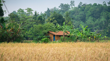 Isolated small house near the paddy field surrounded by the lush greenery. Rural village in Sri...