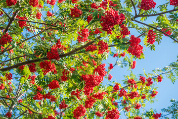 Rowan on a branch. Autumn background.