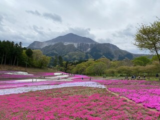 Spring scenery of Hitsujiyama Park and Mount Buko in Chichibu City, Saitama Prefecture, Japan.