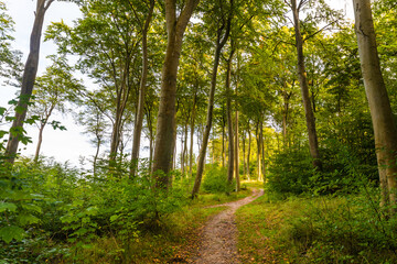 Küstenwald