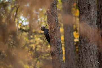 A woodpecker is sitting on a tree trunk. A woodpecker sits on a pine trunk in the thickets of the Ural forest.
