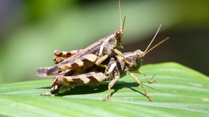 horizontal shot of two brown grasshopper's mating in the garden on a large green leaf under bright daylight