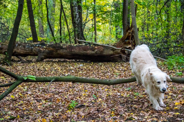 Champion Golden Retriever Jumping in a Northern European Forest
