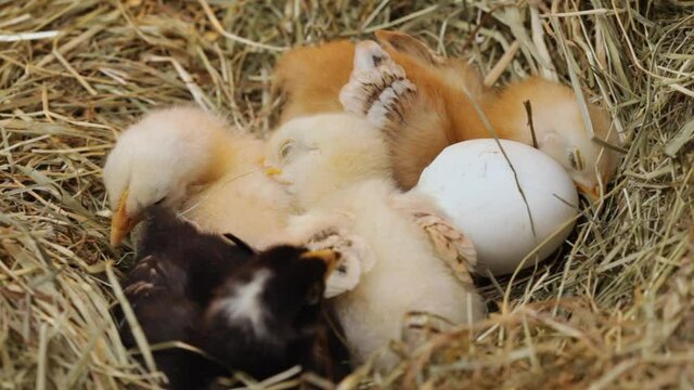 Chicken resting after hatching in a hay nest - with their fluff already dried, closeup