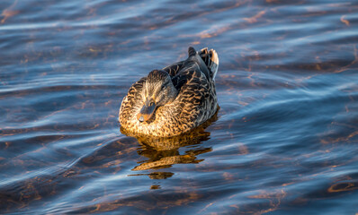 Female Mallard Duck in a Lake in Northern Europe