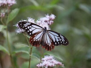 フジバカマの蜜を吸うアサギマダラ