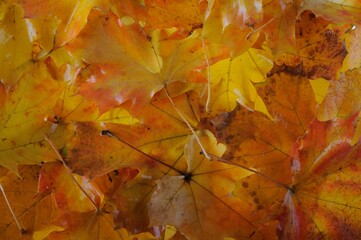 autumn leaves background