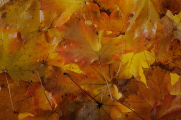 autumn leaves background