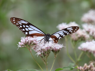 旅するアサギマダラ