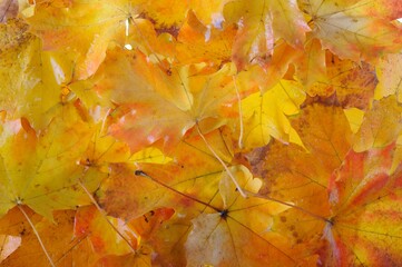 autumn leaves background