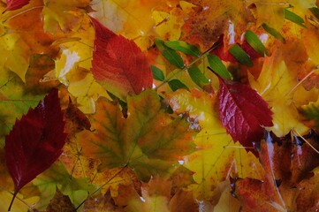 Background group autumn orange leaves. 

