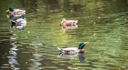 Mallard Ducks in a Pond in Northern Europe