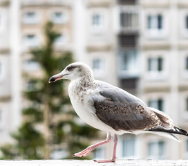 Young Seagull on a Balcony in Latvia