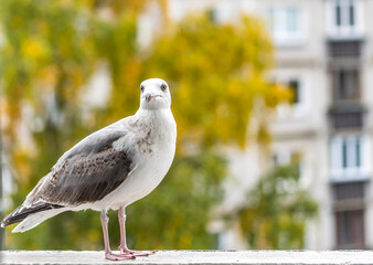 Young Seagull on a Balcony in Latvia